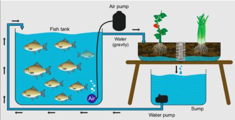 Acquaponica