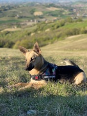 5. Riqualificazione area sgambamento cani zona Casale della Mora