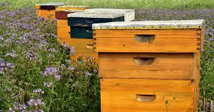Le api allo Spallanzani
